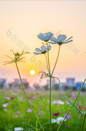 波斯菊白色花卉黄昏落日夏天摄影图图片