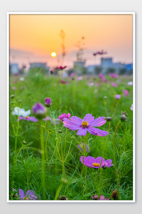 晚霞黄昏波斯菊玫红色花海夏日摄影图