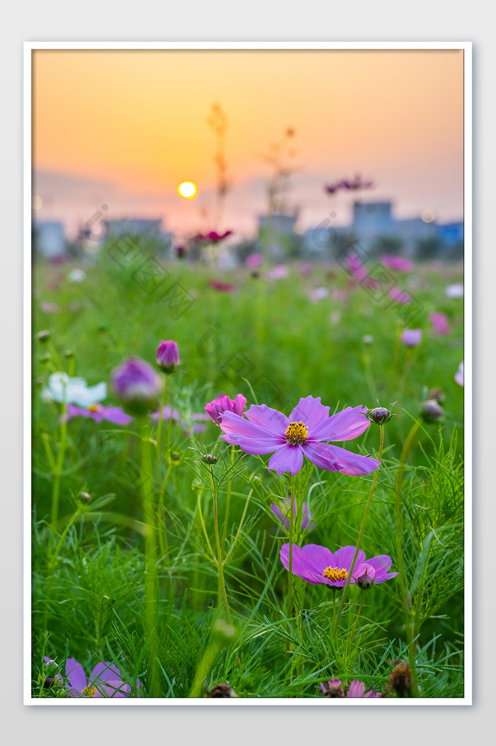 晚霞黄昏波斯菊玫红色花海夏日摄影图