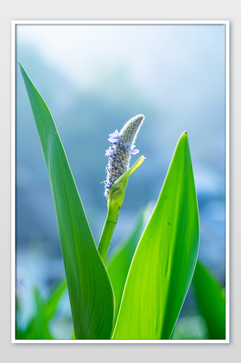 水生植物图片 水生植物素材 包图网