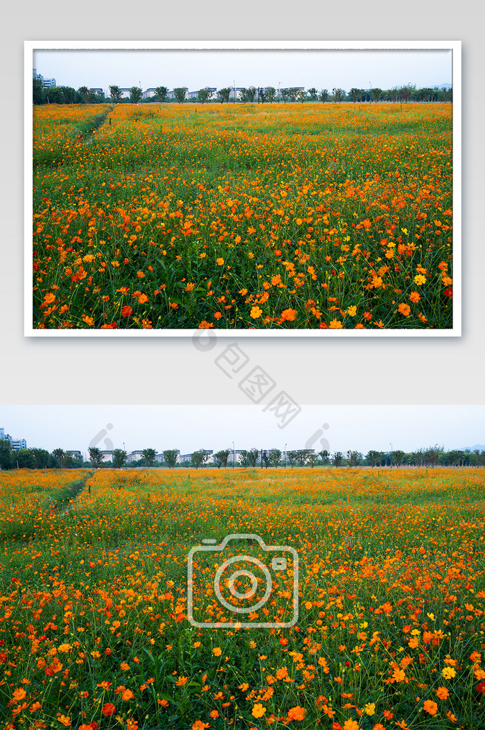 硫磺菊花卉桌面橘黄色花海夏至夏天摄影图