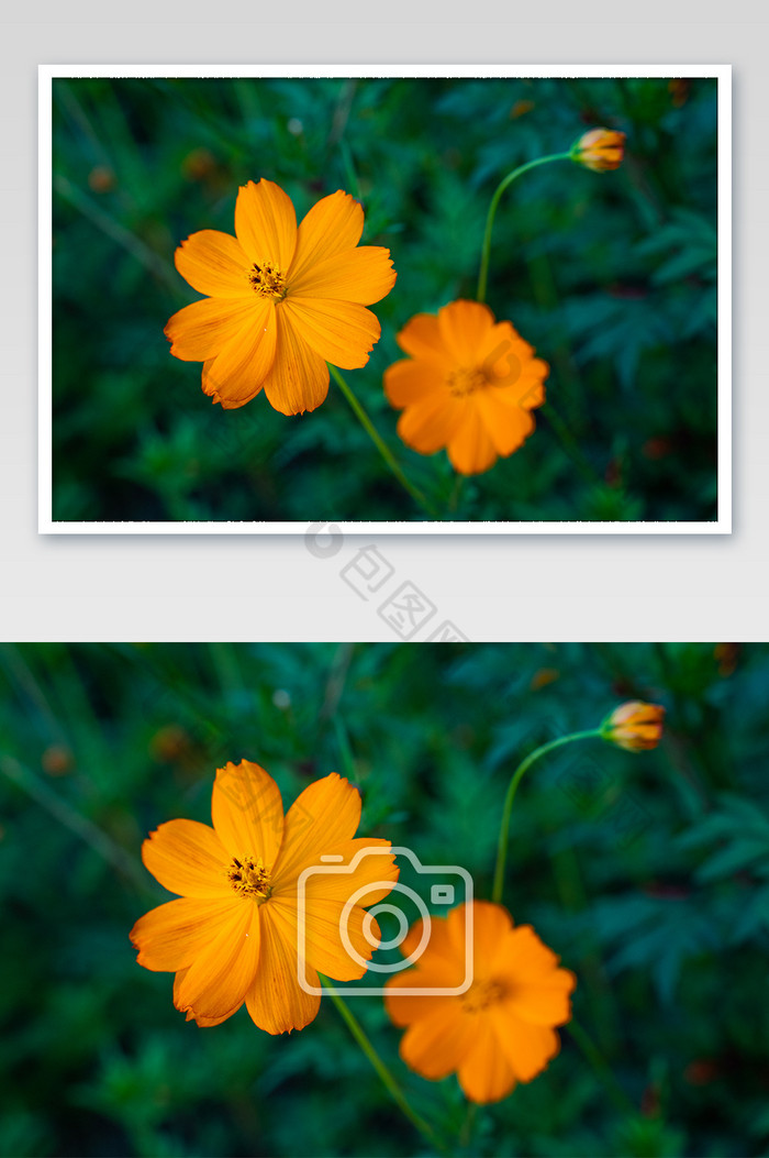 硫磺菊花卉桌面橘黄色盛开摄影图图片图片
