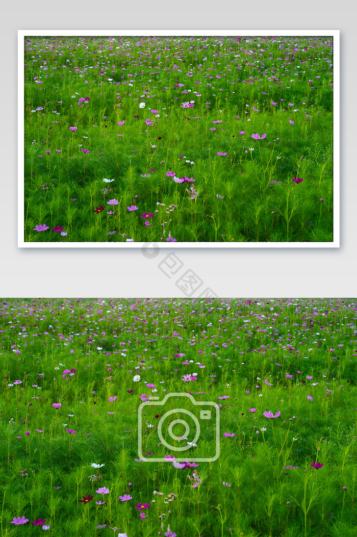 波斯菊花卉花海夏天夏日清爽桌面摄影图