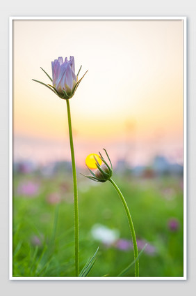 波斯菊花卉花朵紫色黄昏温暖摄影图