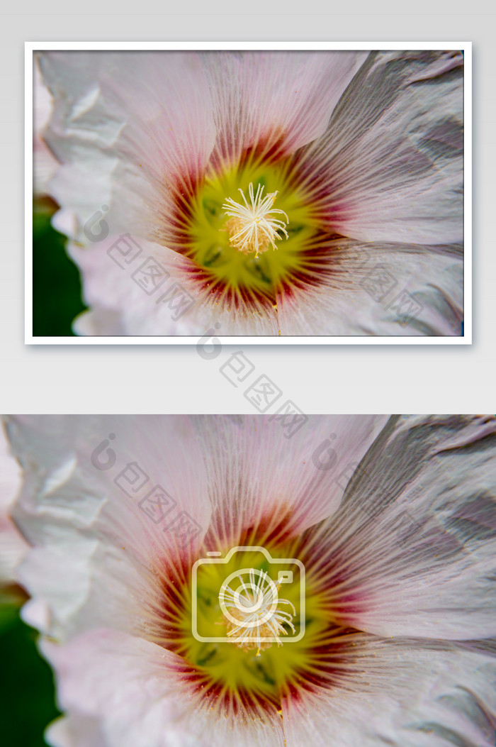 白色蜀葵花朵摄影图片
