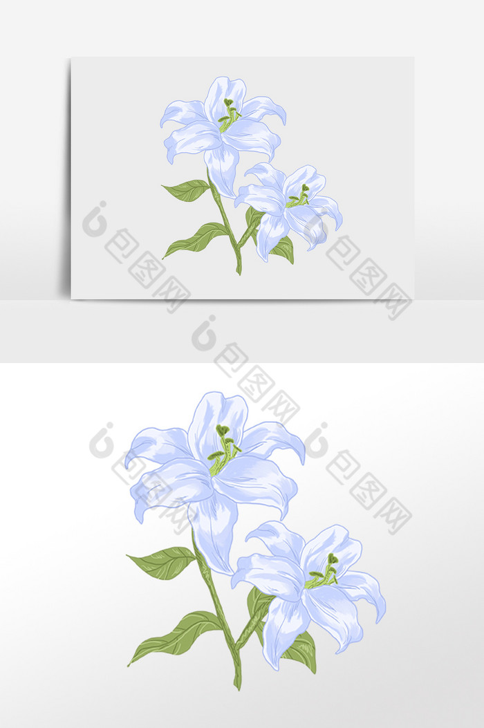 鲜花花朵百合花插画图片图片