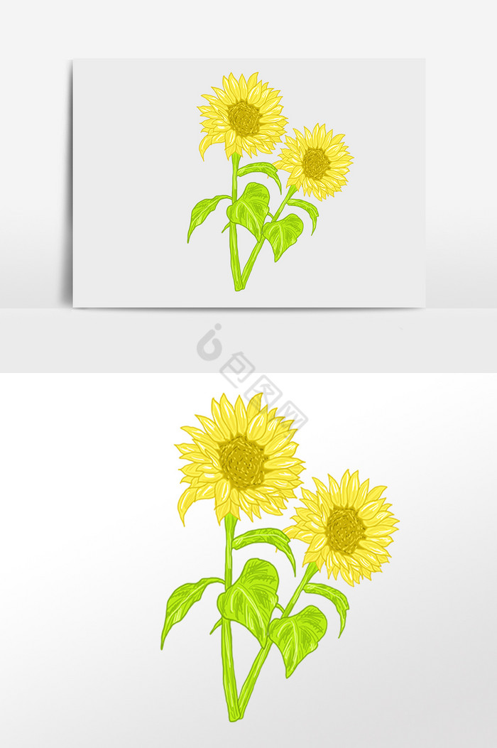 农作物植物花朵向日葵插画图片
