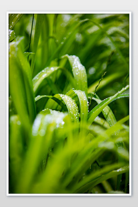 雨后的嫩苗摄影图片