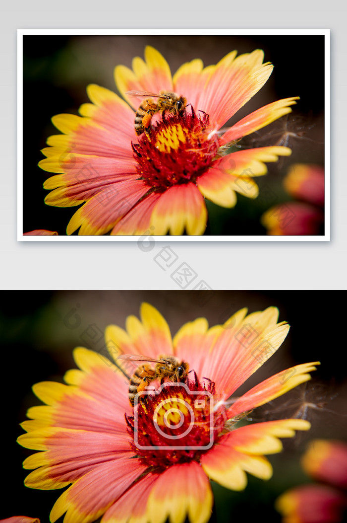 天人菊和蜜蜂摄影图片