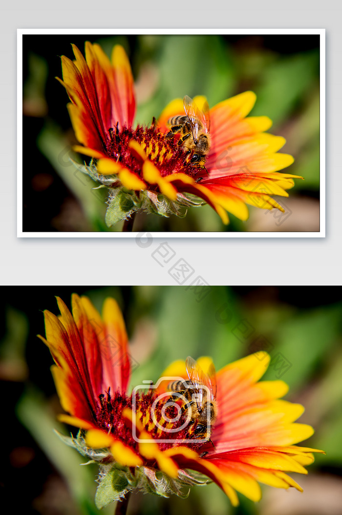 蜜蜂天人菊摄影图片
