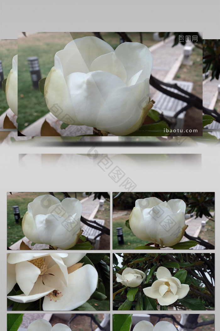 唯美的白玉兰花朵
