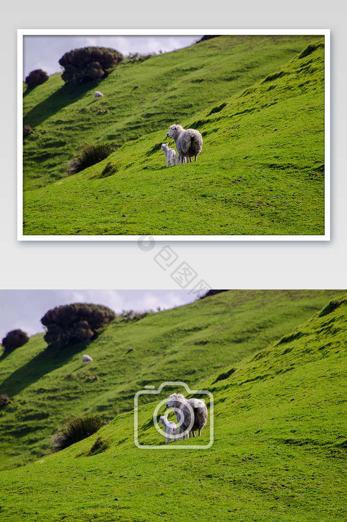 新西兰田园羊和羊宝宝自然风光摄影图片