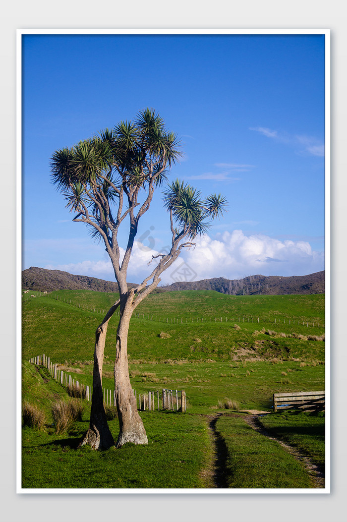 新西兰南岛一棵树自然风光摄影图片