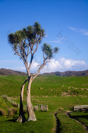 新西兰南岛一棵树自然风光摄影图片