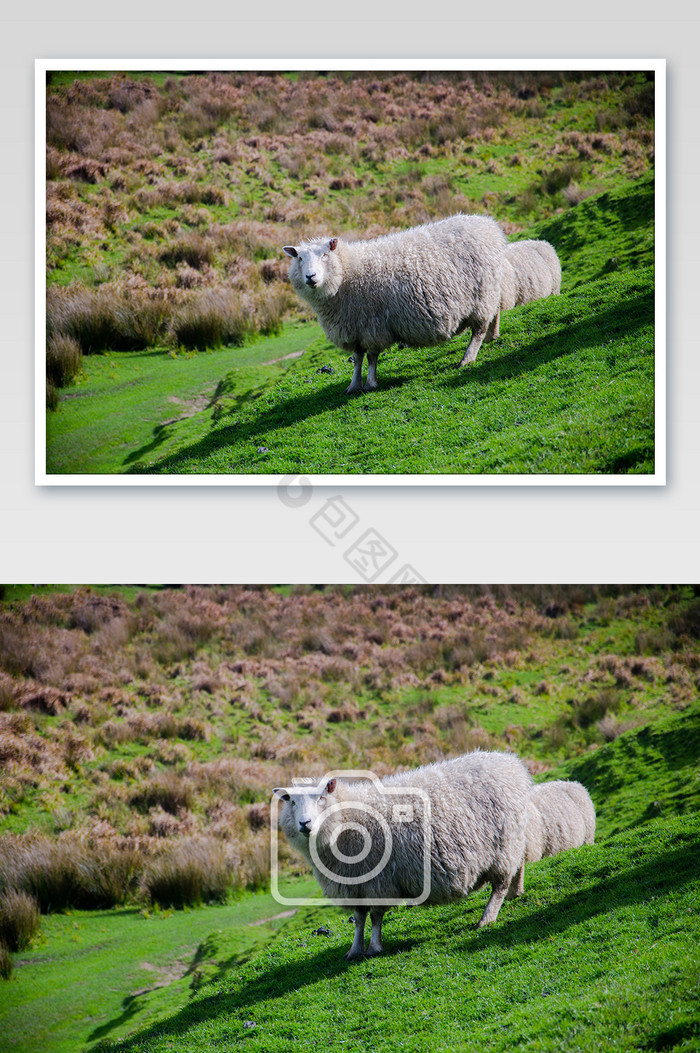 新西兰乡村草地上的绵羊高清摄影图片