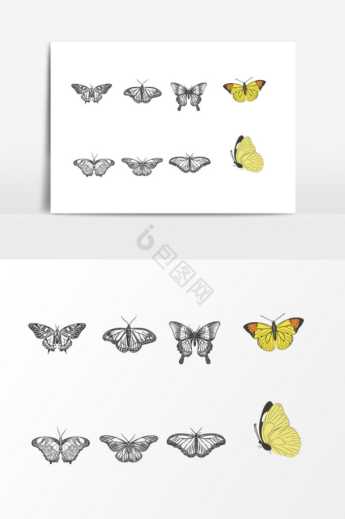 蝴蝶昆虫标本图片