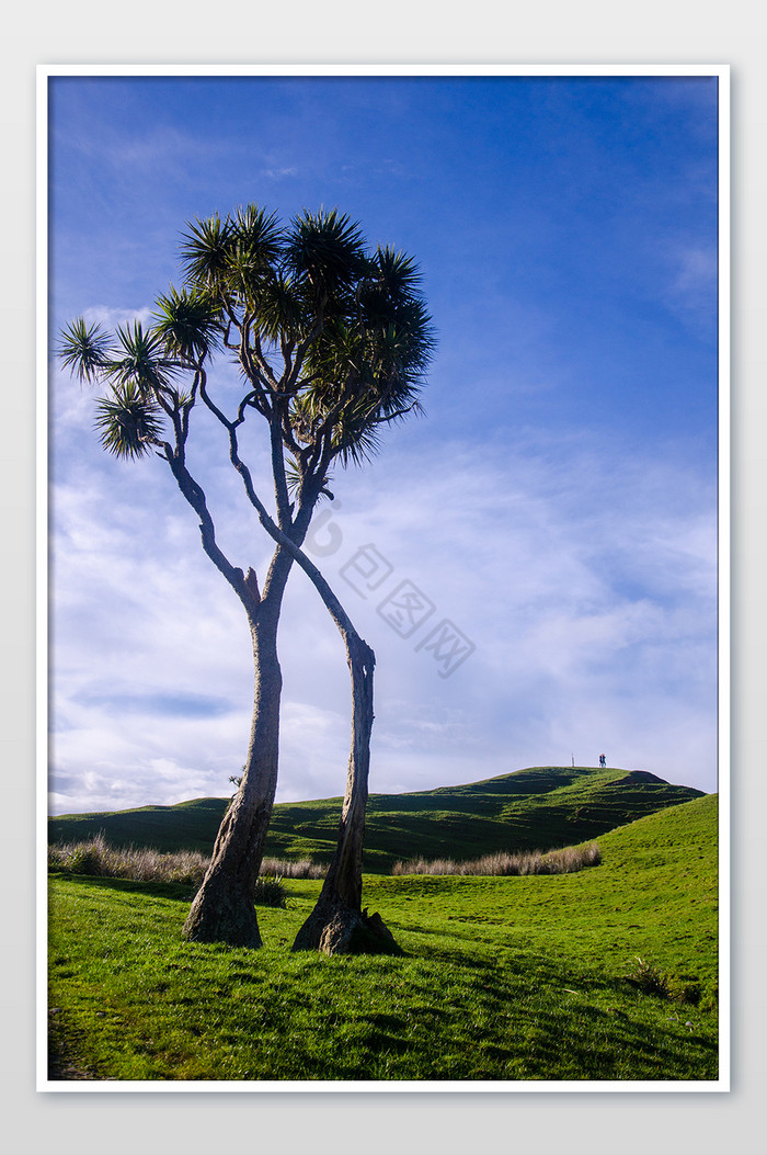 新西兰南岛送别角一棵树摄影图片