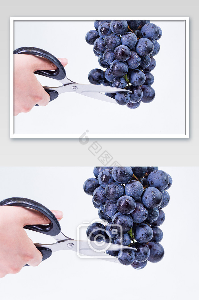 剪裁葡萄横版水果夏日黑提图片