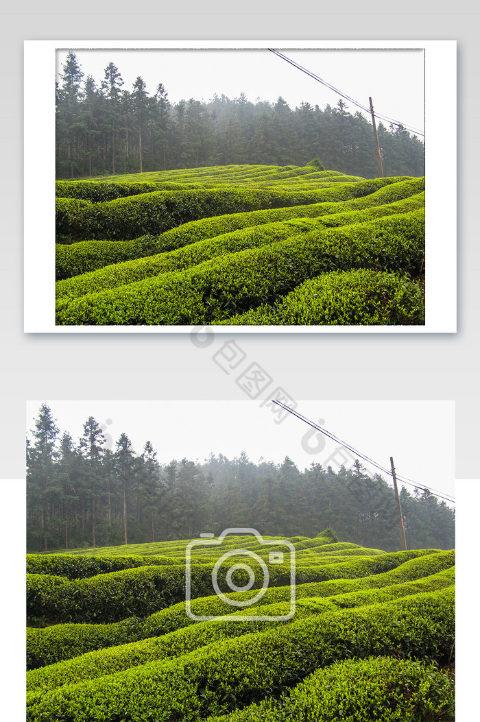 夏季乡村田野茶园绿茶采茶摄影图图片图片
