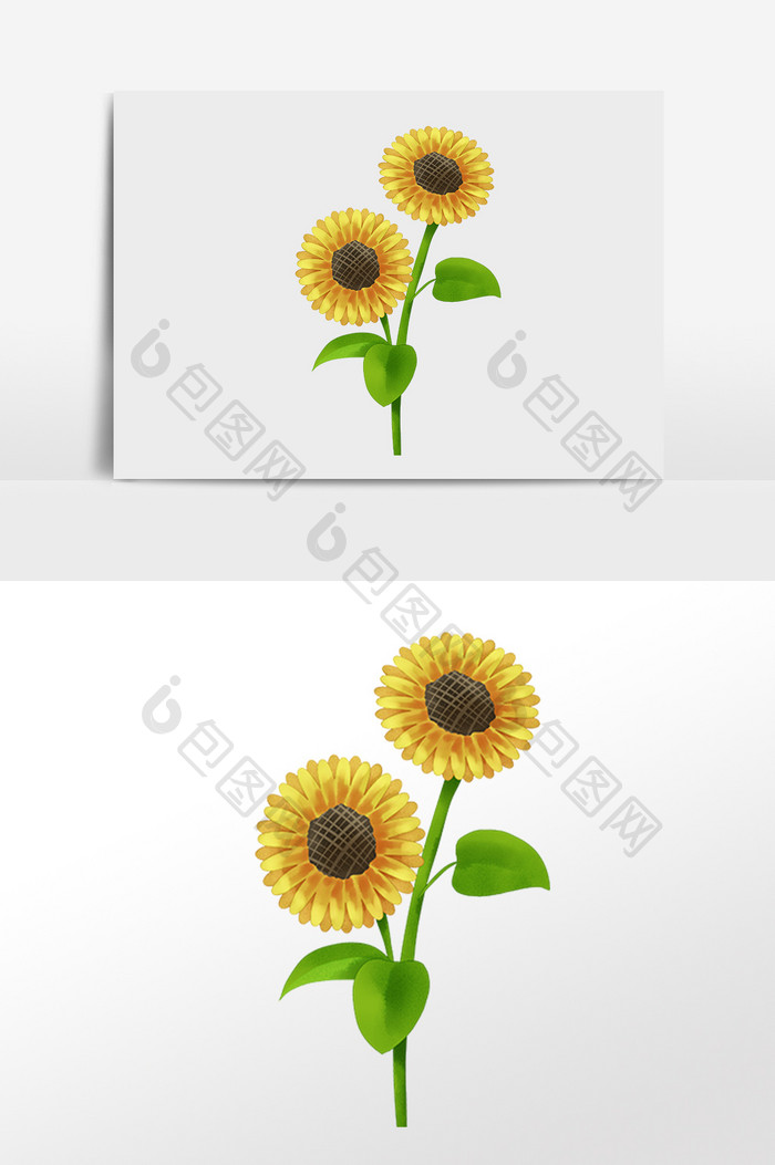 手绘植物鲜花太阳花插画