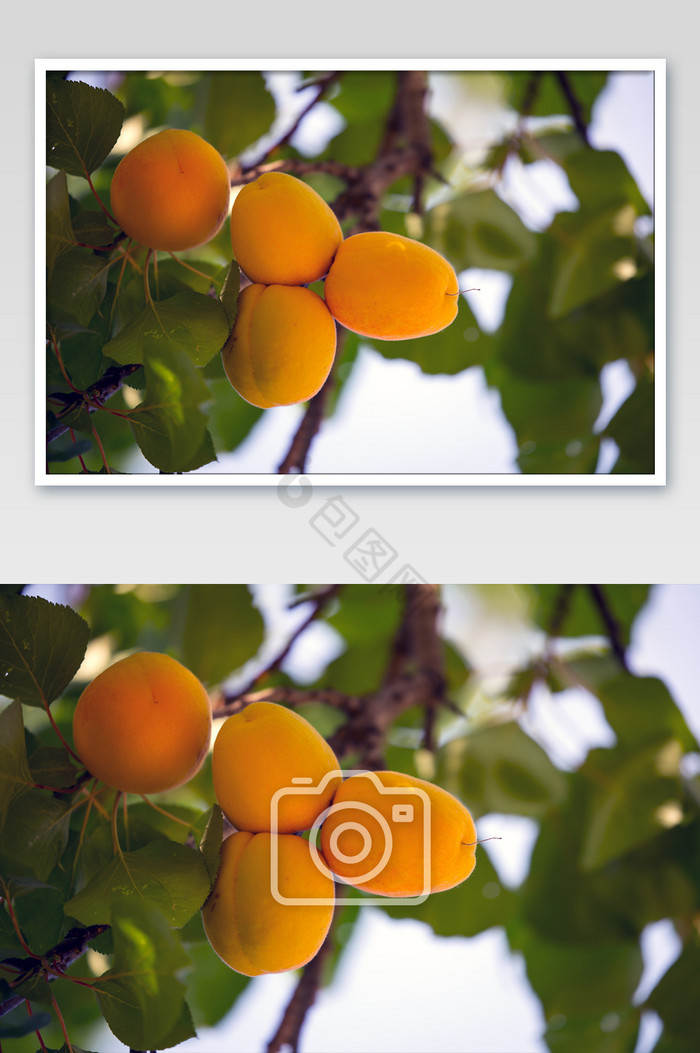 果园杏熟了摄影图片