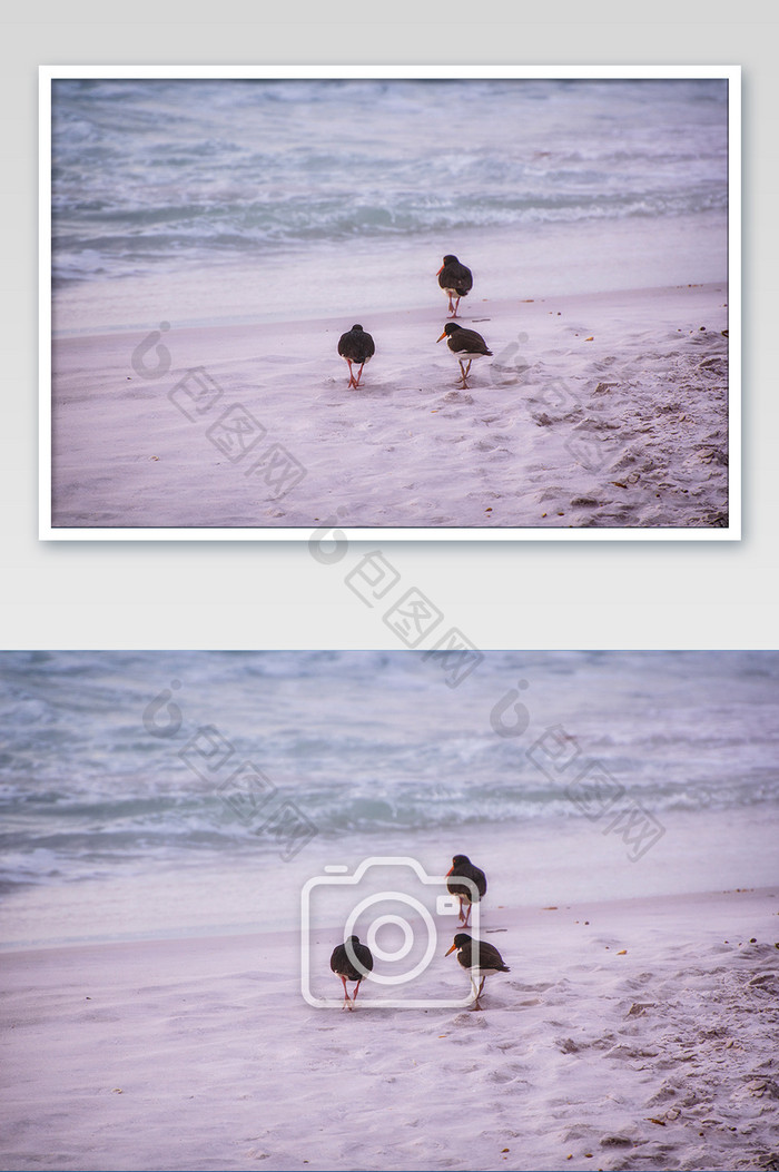 塔斯马尼亚友谊沙滩觅食的鸟儿摄影图片