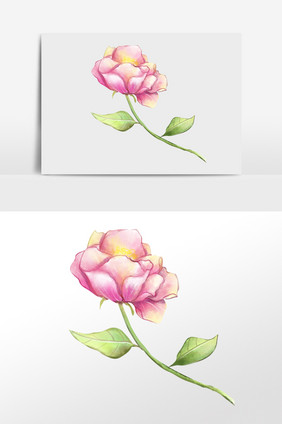 手绘水彩植物花朵玫瑰插画