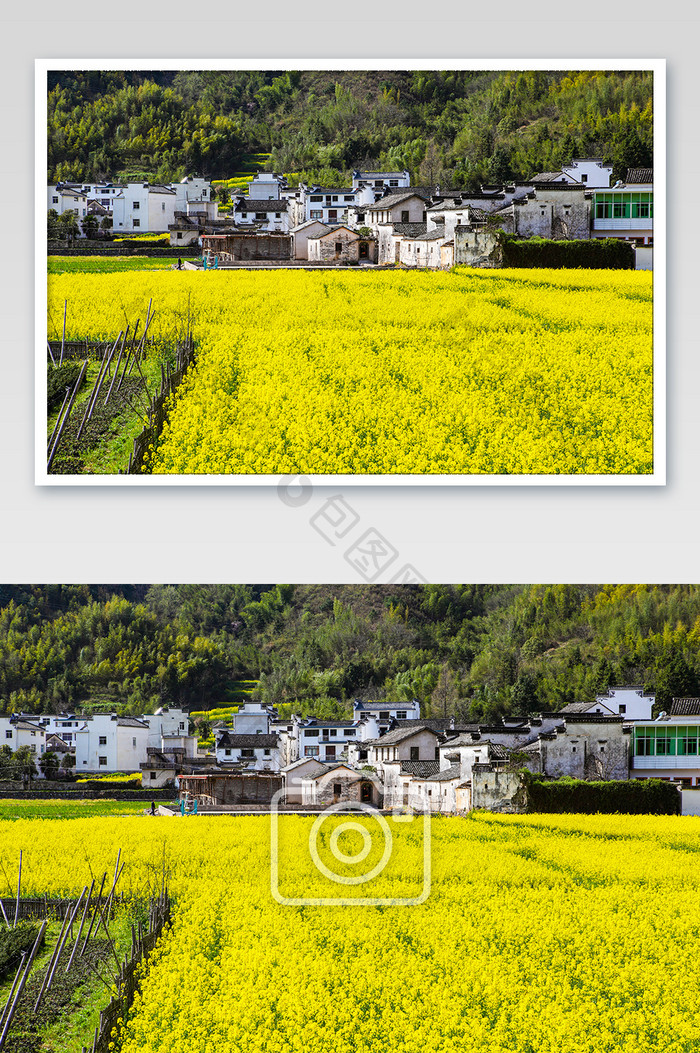 新安江油菜花黄色花卉自然景观摄影图