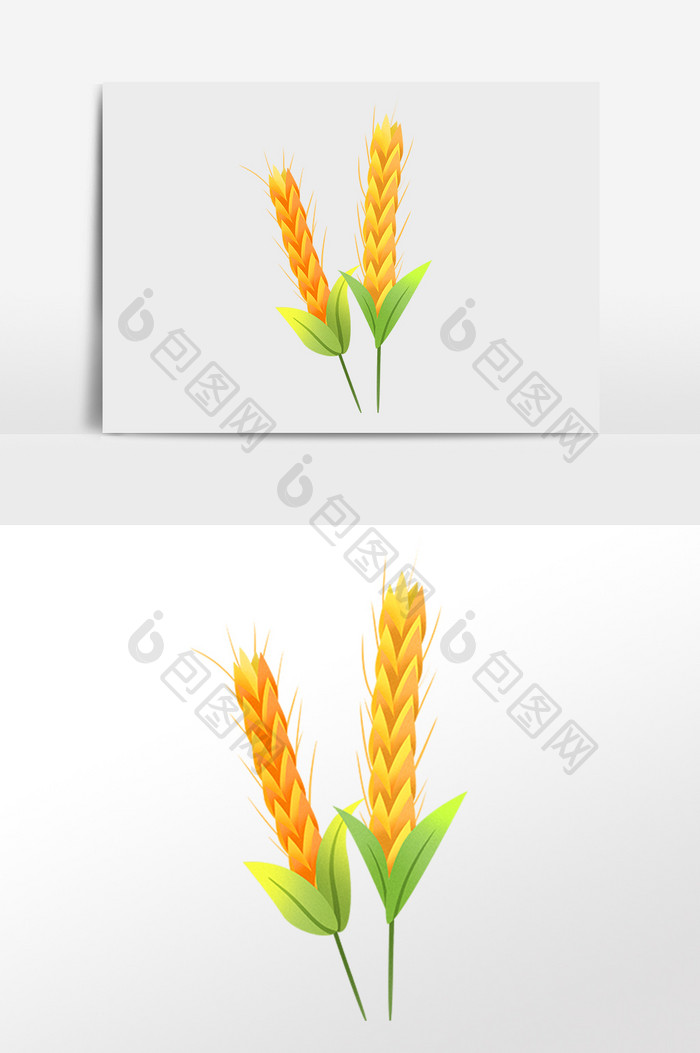 手绘有机农作物粮食小麦插画