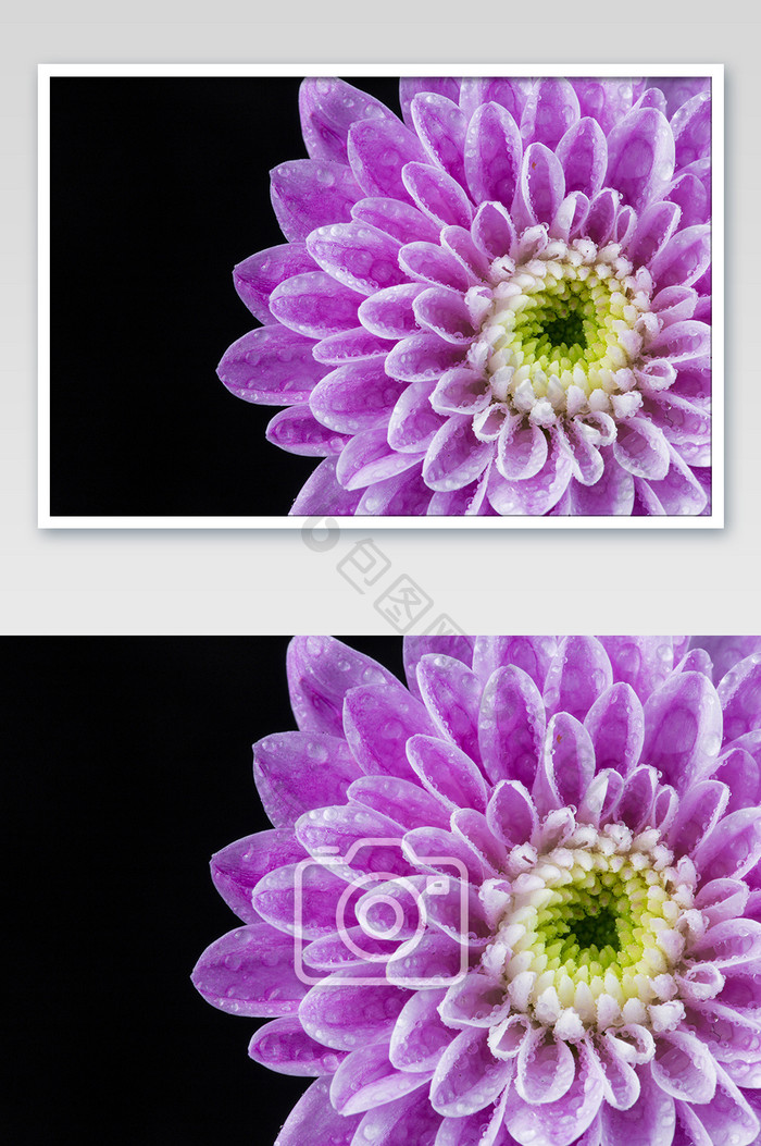 大气紫色菊花摄影图