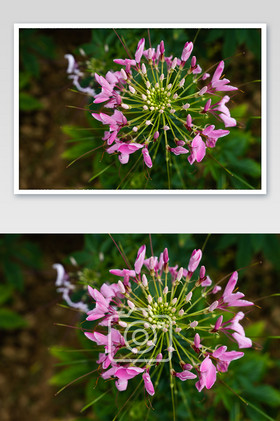 花卉桌面微距花蕊海报