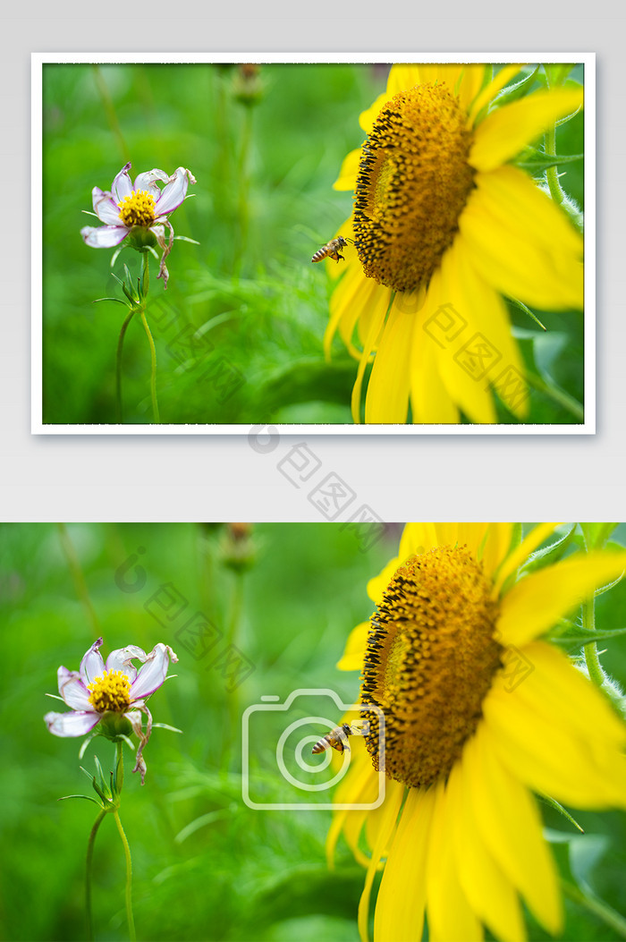 热情桌面创意向日葵桌面夏日太阳花摄影图 图片下载 包图网