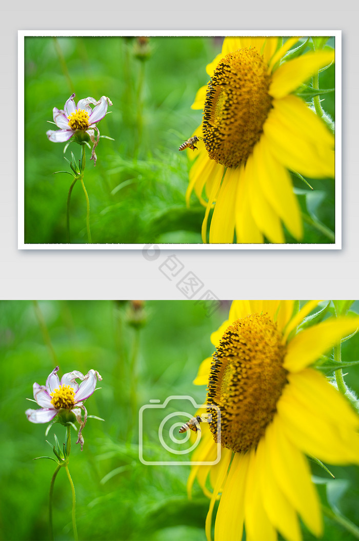 热情桌面创意向日葵桌面夏日太阳花摄影图图片
