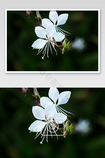 白色花朵黑底背景素材图片