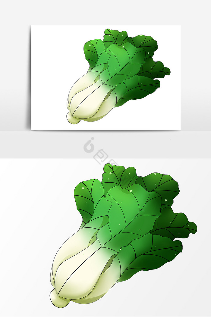 白菜图片