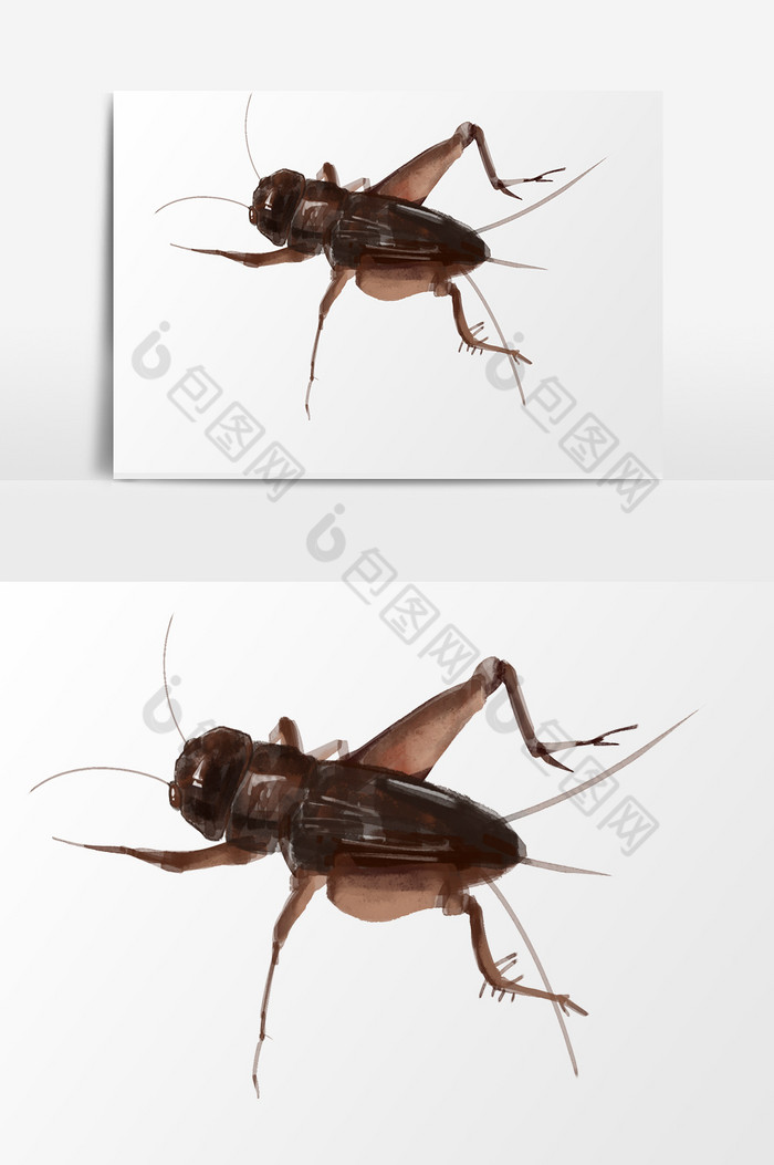 风昆虫蟋蟀免扣图片图片