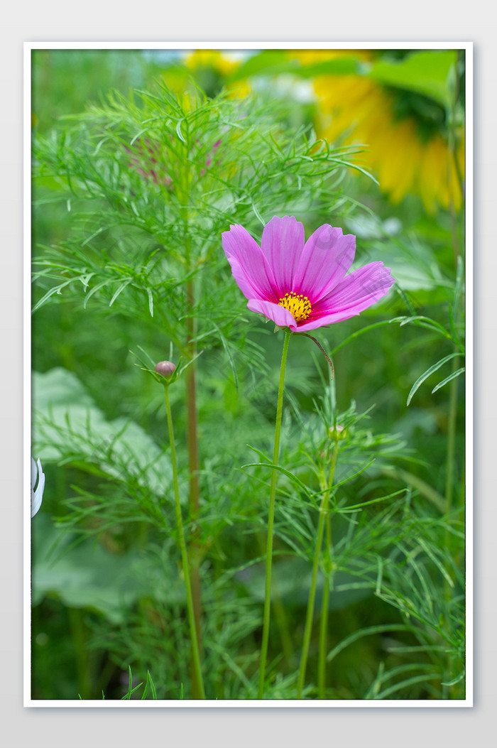 夏日夏天清爽波斯菊花海背景摄影图