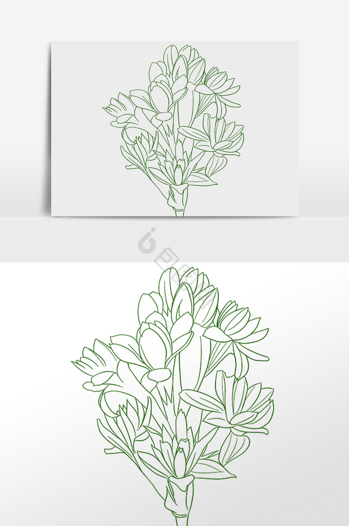 植物线描画插画图片