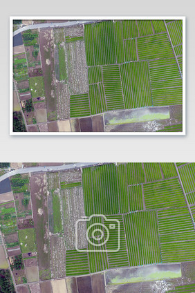 垂直航拍稻田摄影图片