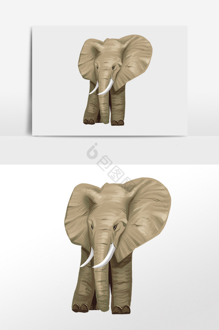 野生动物大象插画图片
