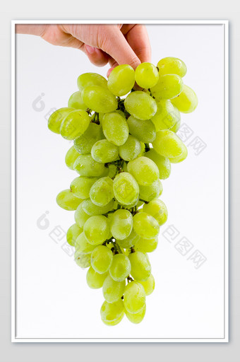 手拿着绿色葡萄水果竖版白色背景图片