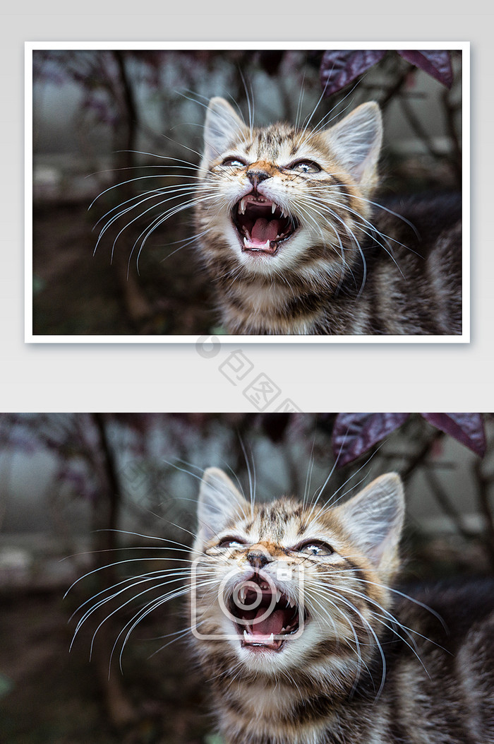 咆哮的小奶猫摄影图