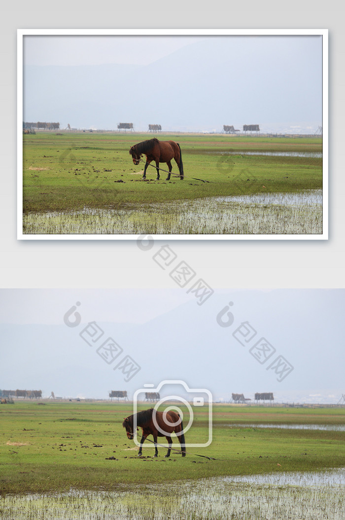 香格里拉草原野马摄影图图片图片