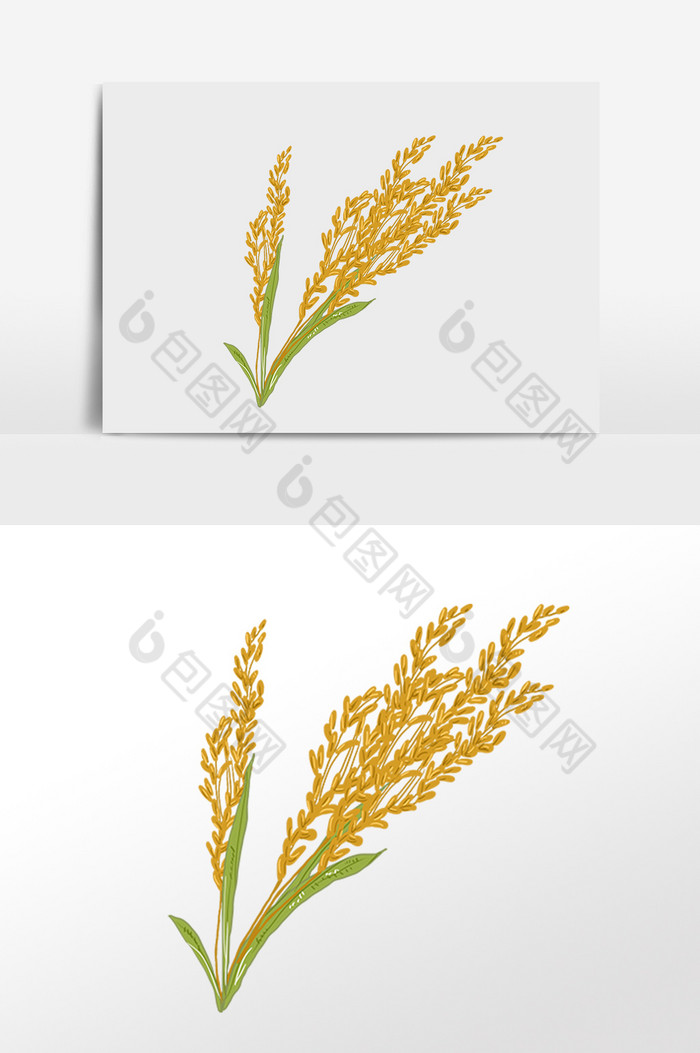 农作物庄家粮食水稻插画图片图片