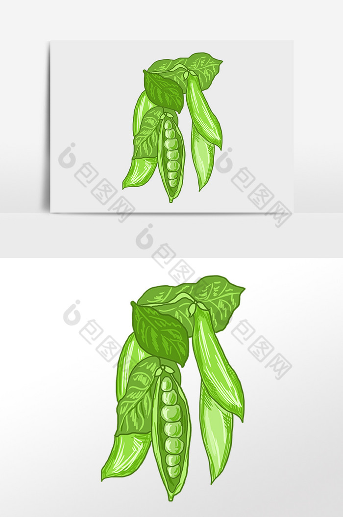 农作物蔬菜豌豆插画图片图片