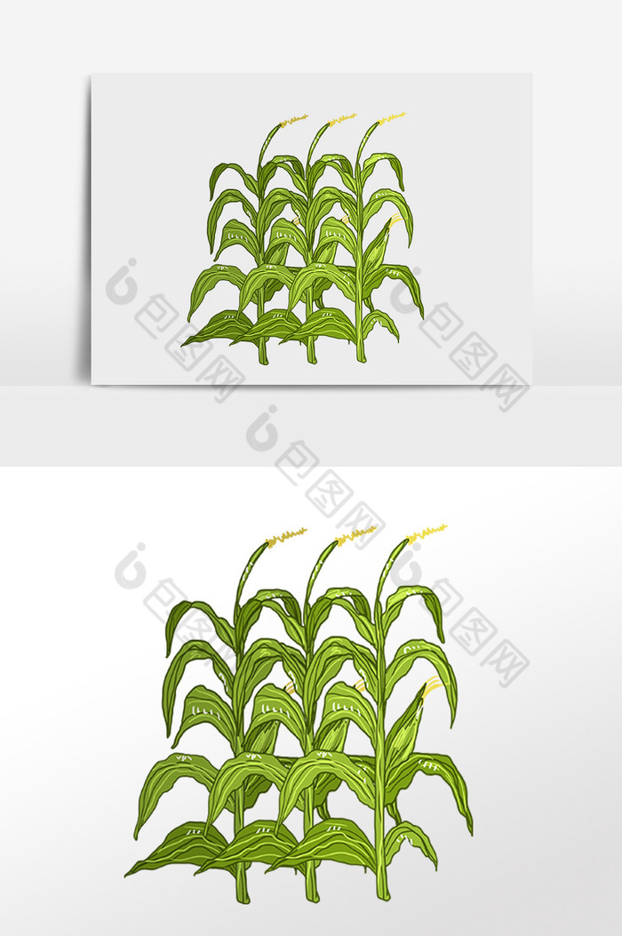 农作物庄家粮食玉米插画图片图片
