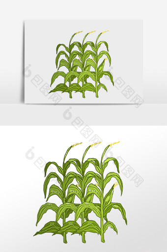 手绘农作物庄家粮食玉米插画图片