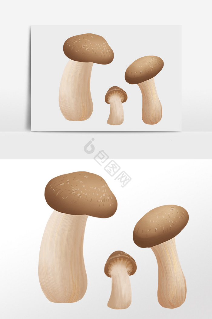 农作物食物菌类蘑菇插画图片