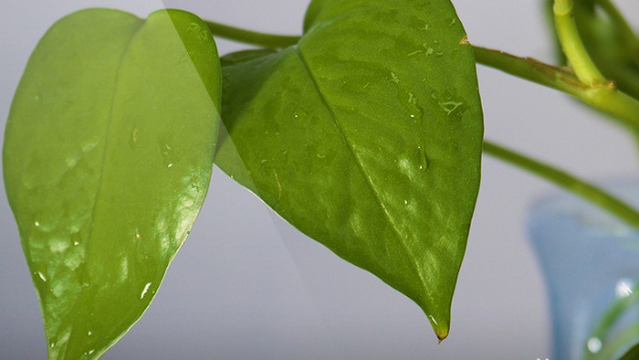 高清绿萝绿色植物滴水实拍视频