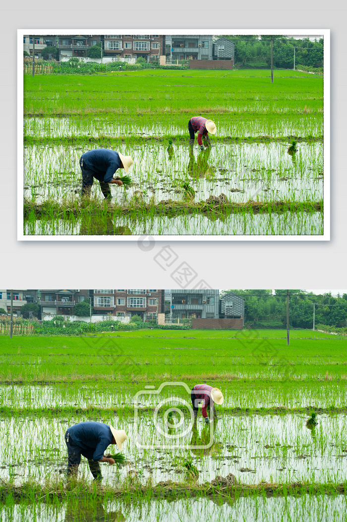 水稻苗农活劳作水稻五谷杂粮摄影图